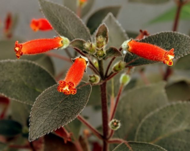 Колерия волосистая (Kohleria hirsuta)