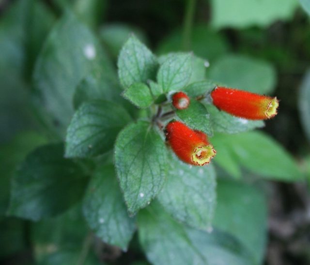 Колерия трубкоцветковая (Kohleria tubiflora)