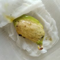 Внутри косточки мы обнаружим семя. Теперь его нужно прорастить – во влажном сфагнуме, опилках или на марле