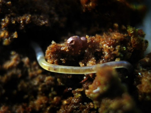 Нематоды (Nematoda)
