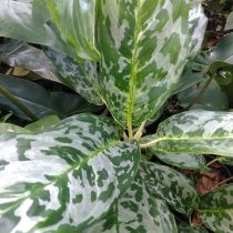 Сорт аглаонемы «Пикок» (Aglaonema 'Peacock')