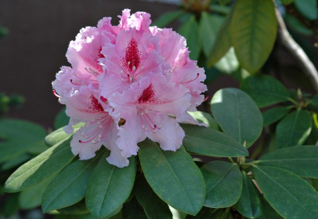 Азалия (Azalea) Азалия (Azalea)