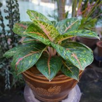 Сорт аглаонемы «Баттерфляй» (Aglaonema 'Butterfly')