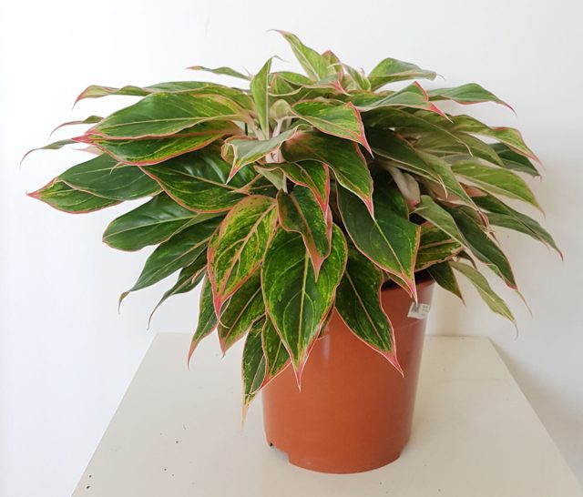 Сорт аглаонемы «Тиволи» (Aglaonema 'tivoli')