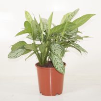 Сорт аглаонемы «Сильвер квин» (Aglaonema 'Silver queen')