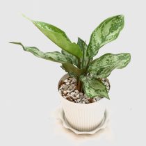 «Сильвер кинг» (Aglaonema 'Silver king')