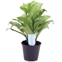 Сорт аглаонемы «Мария Кристина» (Aglaonema 'Maria christina')