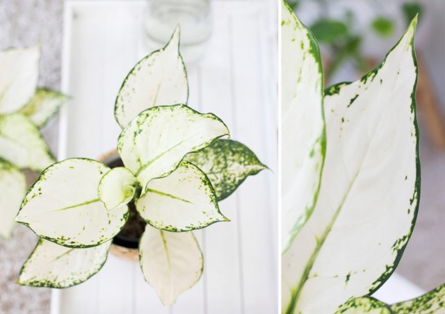 Сорт аглаонемы «Супер вайт» (Aglaonema 'Super white')