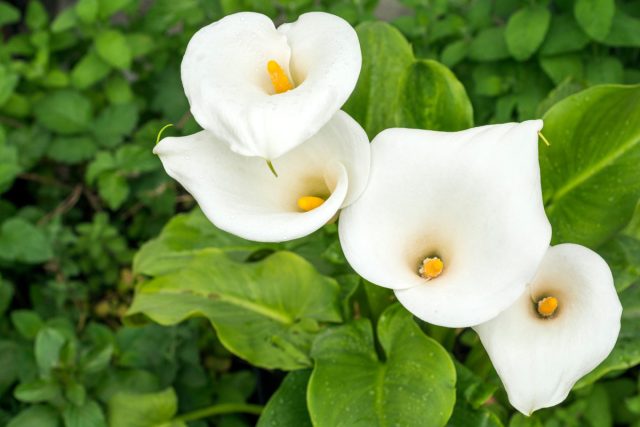Зантедеския (Zantedeschia) Зантедеския (Zantedeschia)